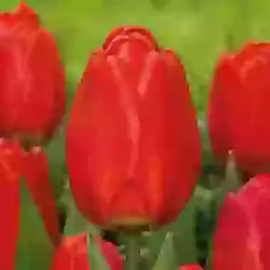 Parade
